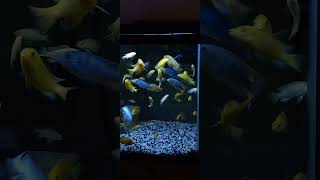 Yellow Lab Mbuna Africain Cichlids and Kenny and Pseudotropheus Demasoni African Mbuna Cichlids [upl. by Podvin3]