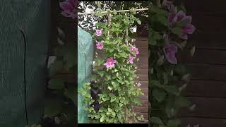 Beautiful Clematis Flowering Time Lapse 4K [upl. by Oynotna600]