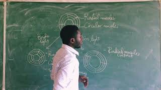 CRASH COURSE REACTION OF THE EYE IN BRIGHT AND DIM LIGHT [upl. by Deach]