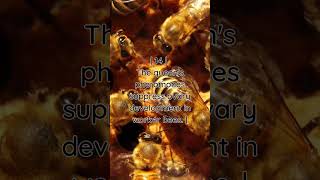 The Queen Bees Pheromones Control Worker Bees Fertility [upl. by Mossman]