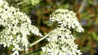 Video haiku n°25 Accouplement dinsectes  Insect mating [upl. by Vedette]