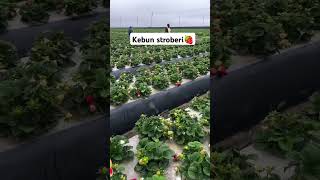 Kebun stroberi🍓😊😊 fyp viralvideo semuaorang [upl. by Neeli]