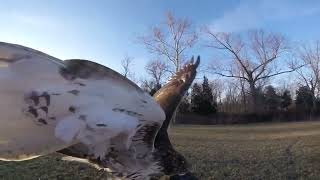 Red Tail Hawk Tony Hawk Flying Hunting [upl. by Naxor]