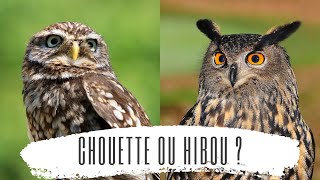 Chouette ou hibou   Découverte des oiseaux [upl. by Ahsenar]