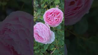 Rose vlog 10202024 SCentuous rose in fall [upl. by Octavia]