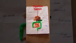 digestive system 3D model [upl. by Arba]