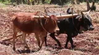 Ethiopian Blacksmith amp Oxen Plowing [upl. by Ahsatniuq]