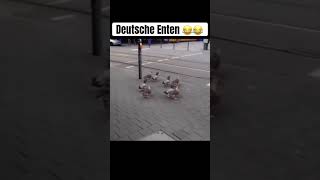 Die Besten Enten Deutschlands 😂 viralvideo viralshorts funny [upl. by Ciprian]