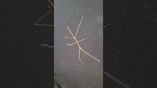 Stick Insect Camouflage in Action Phasmatodeanature insects [upl. by Ahsi462]