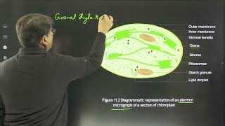 Diagrammatic representation of an electron micrograph of a section of chloroplast [upl. by Aleuname]