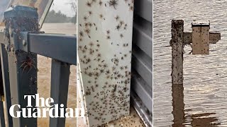 Look at them all Spiders escape to higher ground during NSW floods [upl. by Epuladaug]