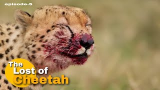 The Lost of Cheetah quotepisode5quot । Cheetah reintroduction in india । Hindi documentary । [upl. by Morvin]