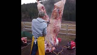 Farm Kill  Splitting beef with the Jarvis 444 saw [upl. by Ramej]