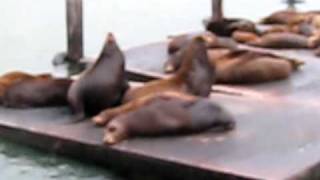 Seals Barking [upl. by Bonilla]