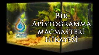 Bir Apistogramma macmasteri Hikayesi Güney Amerika Akvaryum Kurulumu [upl. by Subocaj977]