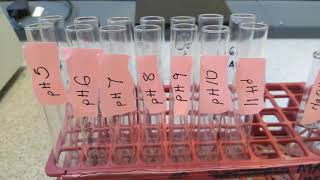 EFFECT OF pH ON ENZYME ACTIVITY [upl. by Ariet]