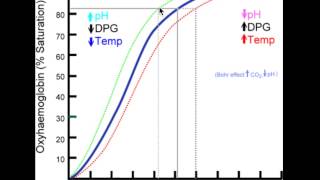 Leftshift of the the OxygenHemoglobin Dissociation curve [upl. by Eirrehs184]