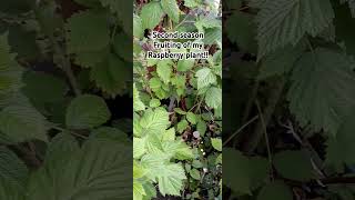 Raspberry plant season 2 Its fruiting again Raspberry balconygarden igrewthis berry [upl. by Reve257]