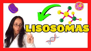 Los LISOSOMAS 💚▶ FUNCIÓN y ESTRUCTURA Prepárate para Biología SELECTIVIDAD Andalucía 2º Bachiller [upl. by Aelanna]