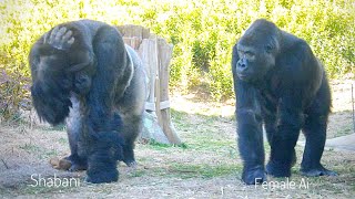 Wounded Female Gorilla Gazes At A Silverback ❤️  The Shabani Family [upl. by Roseline]