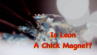 Is Leon A Chick Magnet [upl. by Pevzner]