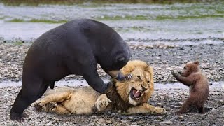 ► La mère ours attaque constamment le lion pour empêcher son petit dêtre poursuivi par un puma ─ i [upl. by Risay]