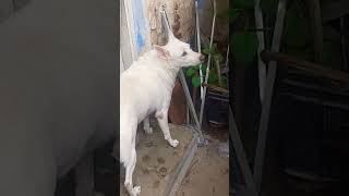 White Husky in search of cats tamil [upl. by Oremodlab]