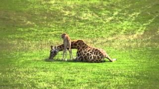 Baby giraffe cares for mum at Longleat [upl. by Willabella163]