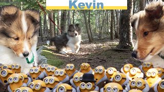 Our new Sheltie Puppy Kevin  a travel Adventure part 2 ❤️🐶❤️ on the Cricket Chronicles e217 [upl. by Werda]