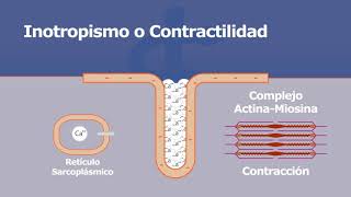 Propiedades del corazón  Inotropismo o Contractilidad [upl. by Logan]