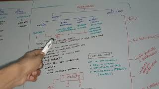 Androgens pharmacology pharma katzung lippincott [upl. by Aelram]