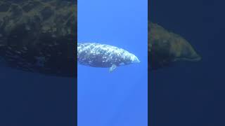 The animal that can hold its breath longest The Cuviers beaked whale shorts totoflix [upl. by Ahsiekrats]