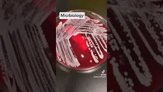 catalase test in microbiology [upl. by Eward]