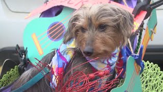 The 21st annual Krewe of Barkus and Meoux pet parade celebrated quotWoofstockquot in this years theme [upl. by Oile]