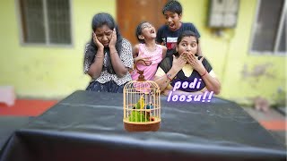 இப்படி ஒரு குருவியா  அதும் இப்படி எல்லாம் கூட பேசுது  Talking Bird  MrsAbi 20 [upl. by Zaccaria]