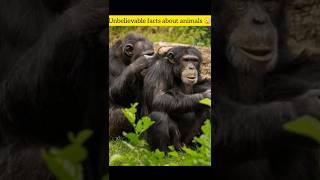 Chimpanzees useMatricaria chamomillaleaves to protect themselves from lice [upl. by Kip]