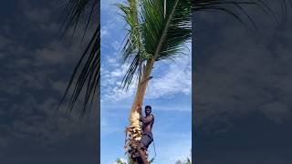 Tree cutting channel  Aravind Kanyakumari 8248851253 [upl. by Erdda]