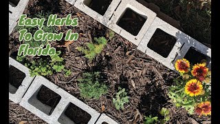 Planting organic tomatoes in the greenhouse [upl. by Enrika860]