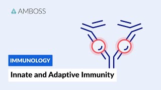 Innate and Adaptive Immunity Types of Immune Responses Full version [upl. by Placida]