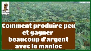 Comment gagner beaucoup dargent avec la culture du manioc sur des petites superficies [upl. by Jo]