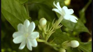 PAGKAMAHAMOT HAN MARUN Philippine Folk Song from Eastern Visayas [upl. by Ettevad682]