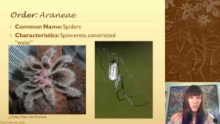 Identifying Arthropod Groups That Arent Insects [upl. by Werdnael]