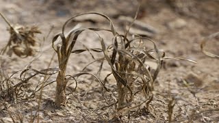 🥀 POTENTE Herbicida casero y Orgánico para la Huerta Urbana 🥀 mata las malas hierbas sin Químicos [upl. by Staley]