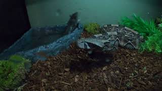 GABOON VIPER SLOW MOTION STRIKE [upl. by Nnylylloh935]