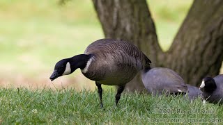 HDObservations  Cackling Goose 4K UHD [upl. by Eittocs809]