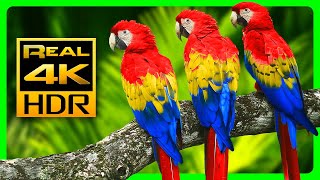 The Most Colorful Macaw Parrots in 4K HDR  Relax with Nature Sounds [upl. by Roxy]