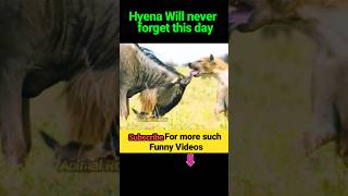 Hyena will never forget this day 😃 wildebeest vs hyena shorts animals story [upl. by Ailices350]