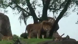 Kilimanjaro Safaris 2009 8 lion [upl. by Sears279]