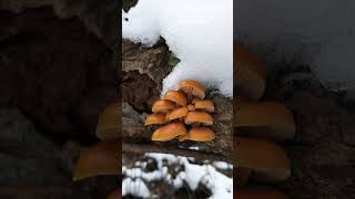 Mushroom Photography shorts  Velvet shanks  Wild enoki mushrooms  Flammulina  Winter  fungi [upl. by Ennaeel]