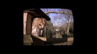 A day in the life of a male tawny owl [upl. by Toft]